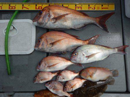 sea boss　シーボス 釣果