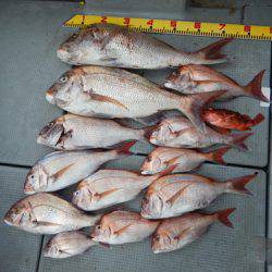 sea boss　シーボス 釣果