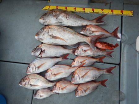 sea boss　シーボス 釣果