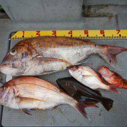 sea boss　シーボス 釣果