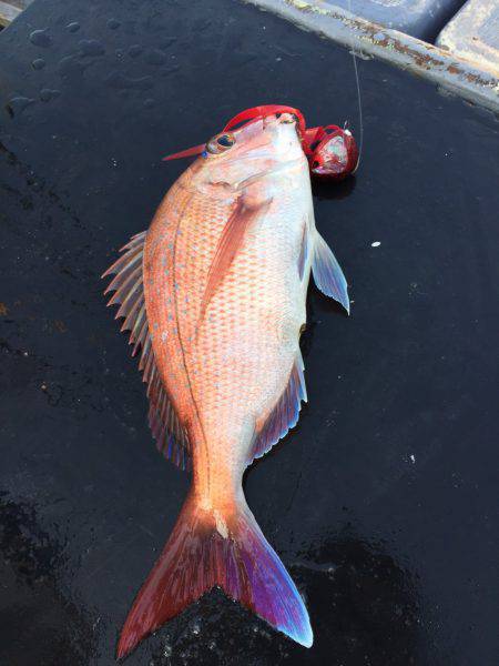 ファイヤードルフィン 釣果