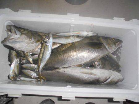 ルアー船マヒマヒ 釣果