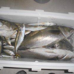 ルアー船マヒマヒ 釣果