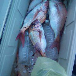 ファイヤードルフィン 釣果