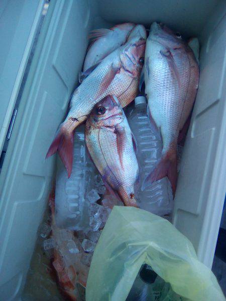 ファイヤードルフィン 釣果