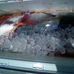 ファイヤードルフィン 釣果