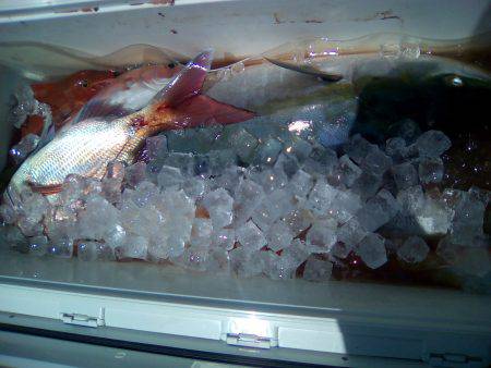 ファイヤードルフィン 釣果