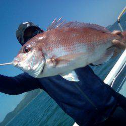 ファイヤードルフィン 釣果