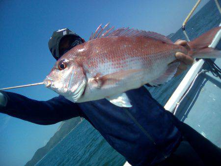 ファイヤードルフィン 釣果