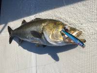 オーシャンマスター 釣果