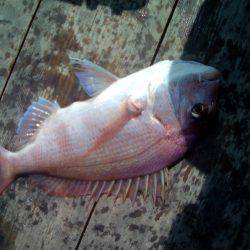 ファイヤードルフィン 釣果