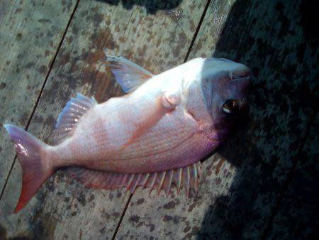 ファイヤードルフィン 釣果