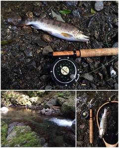 大井川（大井川(非)漁業協同組合） 釣果