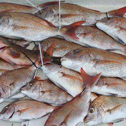 松本釣船2 釣果