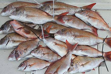 松本釣船２ 釣果