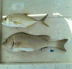 本部釣りイカダ 釣果