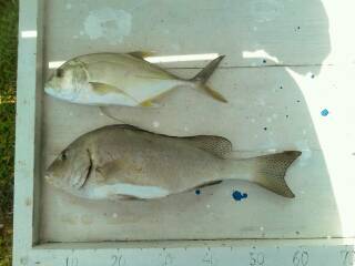 本部釣りイカダ 釣果