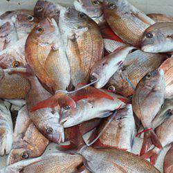 松本釣船2 釣果