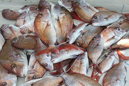 松本釣船２ 釣果