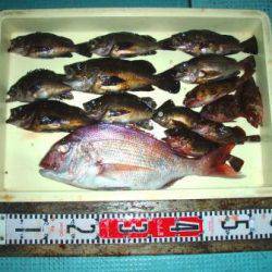 朝日丸 釣果