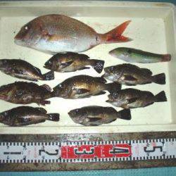 朝日丸 釣果