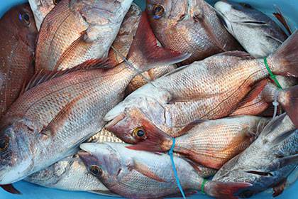 松本釣船２ 釣果