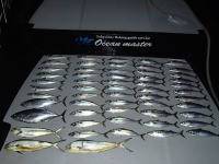 オーシャンマスター 釣果