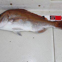 松本釣船2 釣果