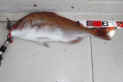 松本釣船2 釣果