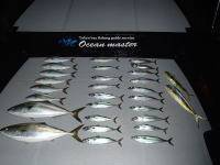 オーシャンマスター 釣果