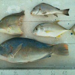 本部釣りイカダ 釣果