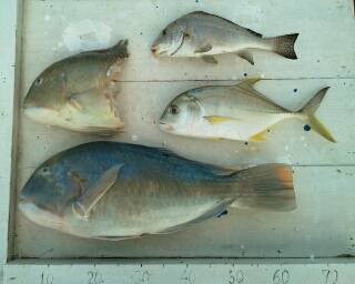 本部釣りイカダ 釣果