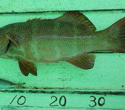 本部釣りイカダ 釣果