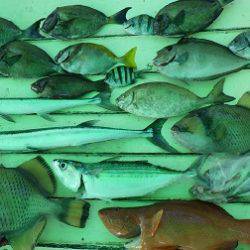 本部釣りイカダ 釣果