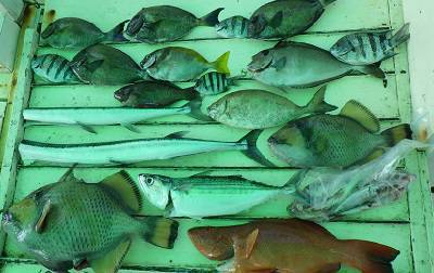 本部釣りイカダ 釣果