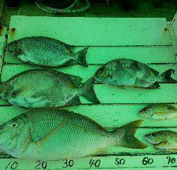 本部釣りイカダ 釣果