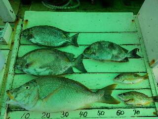 本部釣りイカダ 釣果