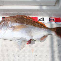 松本釣船２ 釣果