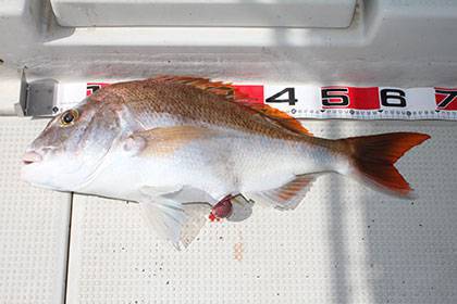 松本釣船２ 釣果