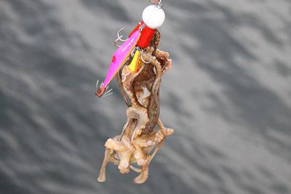 松本釣船２ 釣果