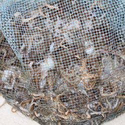 松本釣船２ 釣果