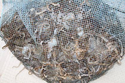 松本釣船２ 釣果