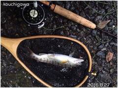 大井川（大井川(非)漁業協同組合） 釣果