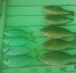 本部釣りイカダ 釣果