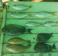 本部釣りイカダ 釣果