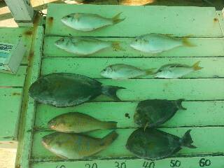 本部釣りイカダ 釣果