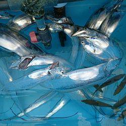 第二常豊丸 釣果