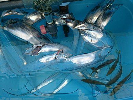 第二常豊丸 釣果