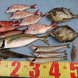 第二常豊丸 釣果