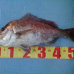 第二常豊丸 釣果